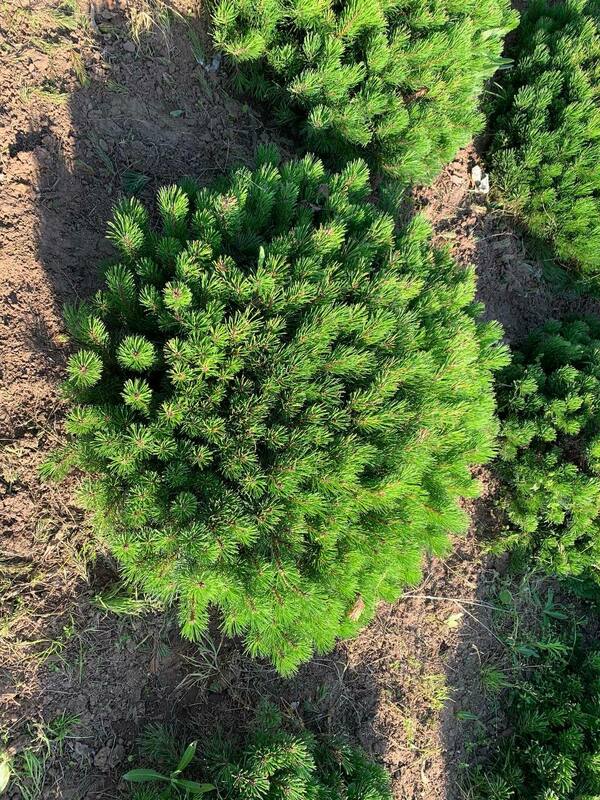 Сосна горная Пумилио (Pinus mugo var. pumilio)