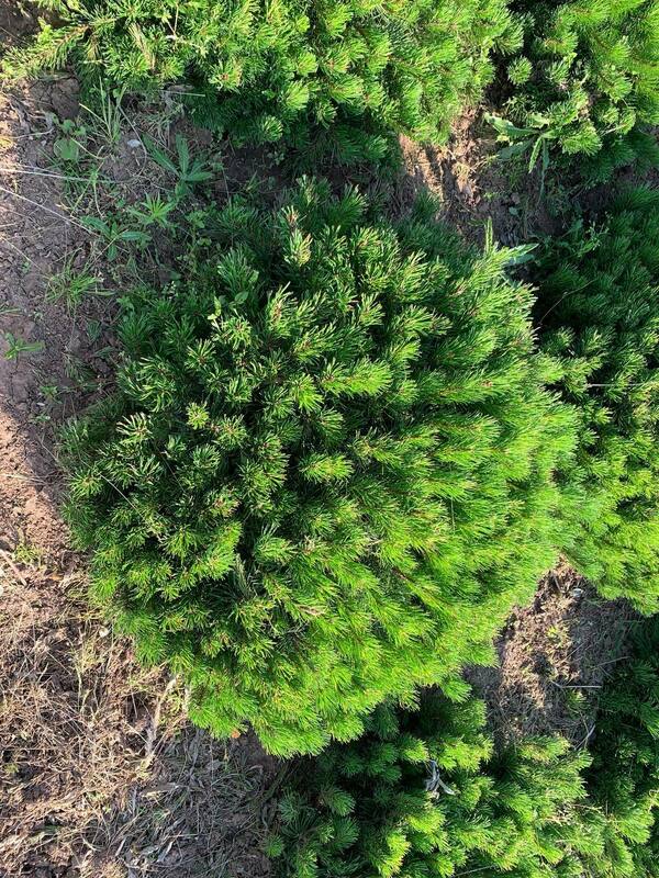 Сосна горная Пумилио (Pinus mugo var. pumilio)
