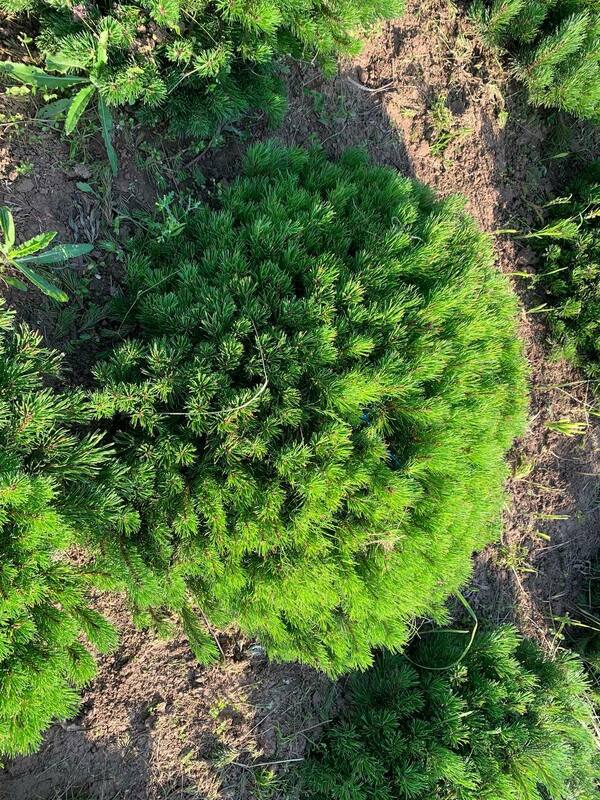 Сосна горная Пумилио (Pinus mugo var. pumilio)