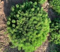 Сосна горная Пумилио (Pinus mugo var. pumilio)