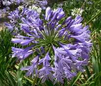 Агапантус Донау (Agapanthus 'Donau')
