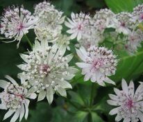 Астранция крупная Шегги (Astrantia major 'Shaggy')