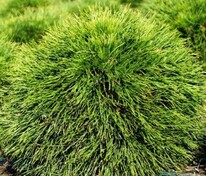 Сосна горная Варелла (Pinus mugo 'Varella')