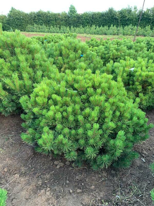 Сосна горная Винтер Голд (Pinus mugo 'Winter Gold')