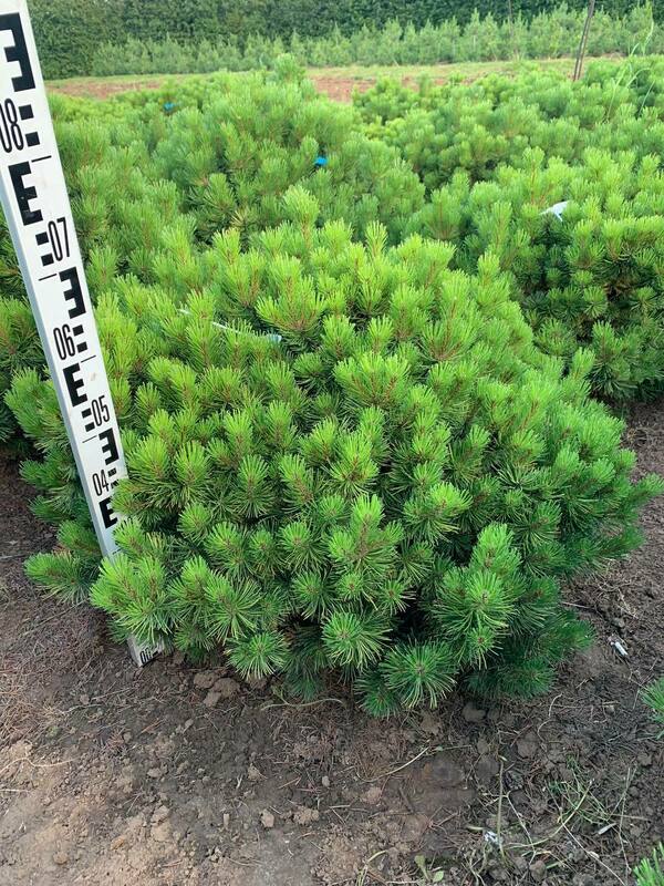 Сосна горная Винтер Голд (Pinus mugo 'Winter Gold')