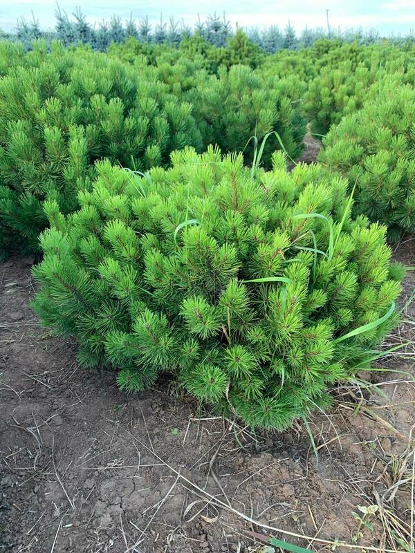 Сосна горная Винтер Голд (Pinus mugo 'Winter Gold')