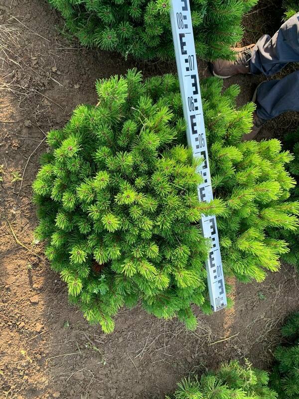 Сосна горная Винтер Голд (Pinus mugo 'Winter Gold')