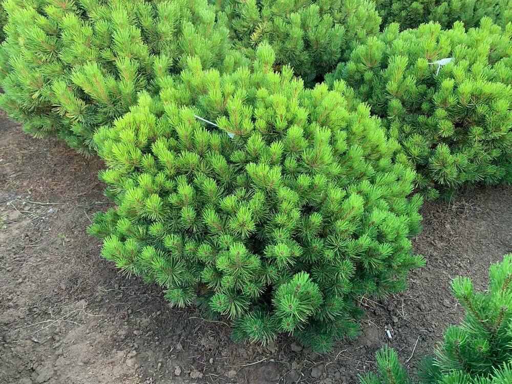 Сосна горная Винтер Голд (Pinus mugo 'Winter Gold')