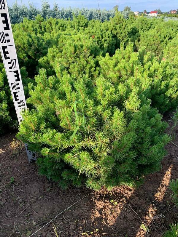 Сосна горная Винтер Голд (Pinus mugo 'Winter Gold')