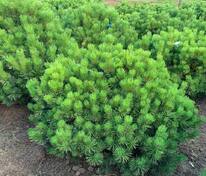 Сосна горная Винтер Голд (Pinus mugo 'Winter Gold')