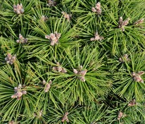 Сосна горная Грин Болл (Pinus mugo 'Green Ball')