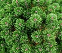 Сосна горная Шервуд Компакт (Pinus mugo 'Sherwood Compact')