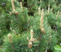 Сосна горная Унцината (Pinus mugo subsp. uncinata)