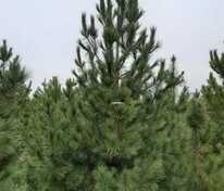 Сосна кедровая европейская (Pinus cembra)