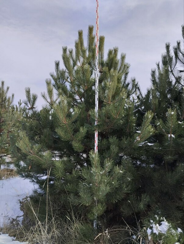Сосна крымская (Pinus nigra subsp. pallasiana) Экстра