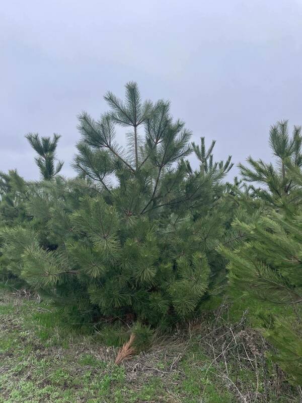 Сосна крымская (Pinus nigra subsp. pallasiana) Экстра