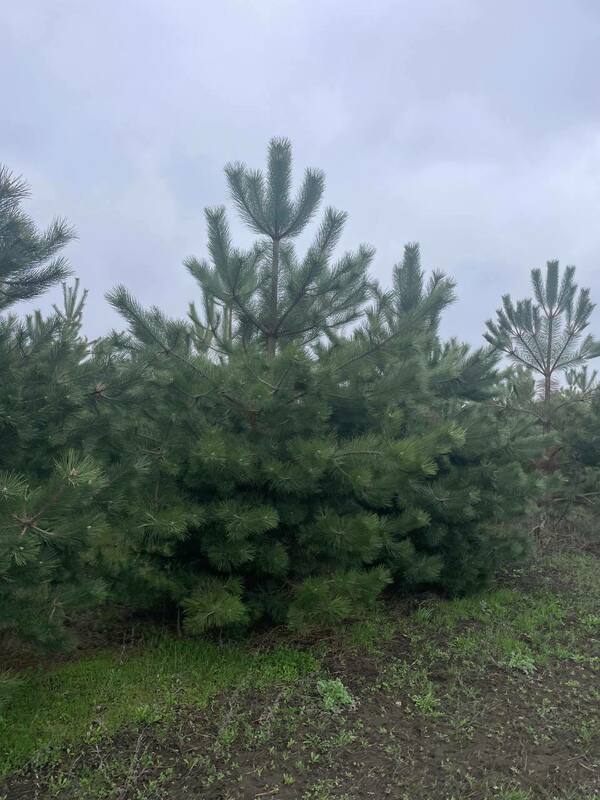 Сосна крымская (Pinus nigra subsp. pallasiana) Экстра