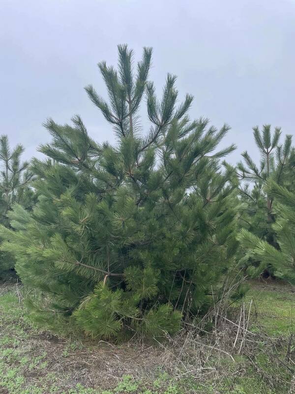 Сосна крымская (Pinus nigra subsp. pallasiana) Экстра