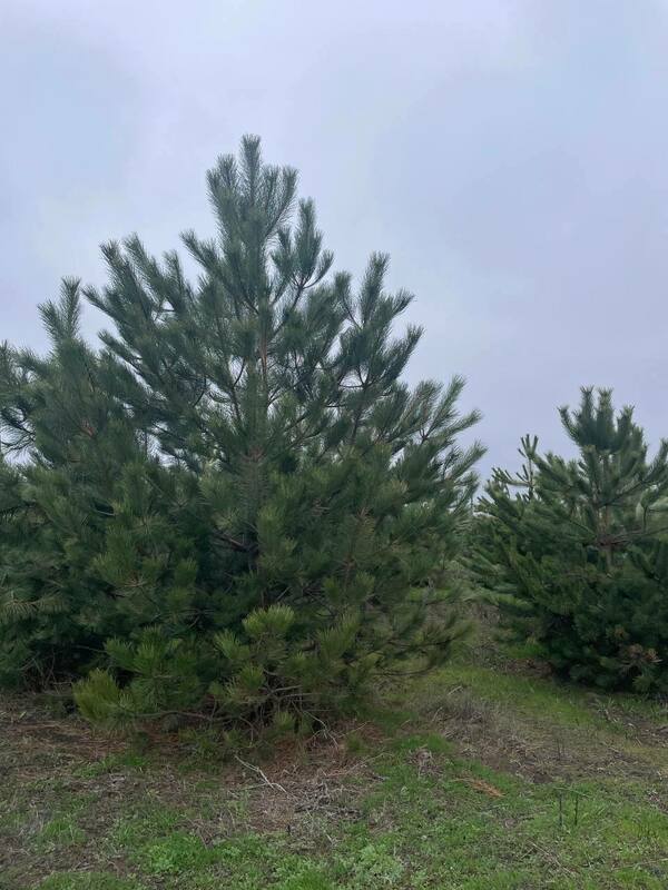 Сосна крымская (Pinus nigra subsp. pallasiana) Экстра