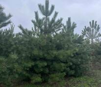 Сосна крымская (Pinus nigra subsp. pallasiana) Экстра