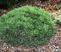 Сосна крючковатая (Pinus uncinata)