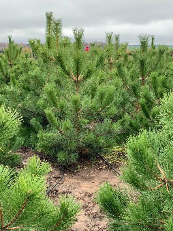 Сосна обыкновенная (Pinus sylvestris)