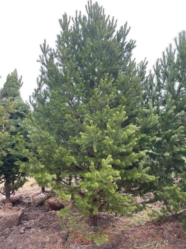 Сосна обыкновенная (Pinus sylvestris)