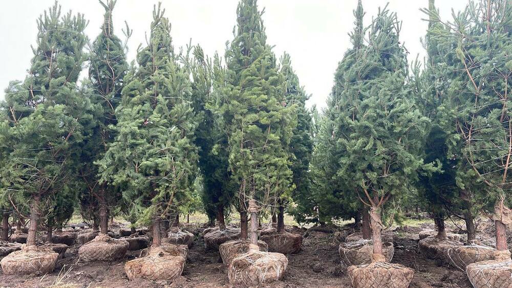 Сосна обыкновенная (Pinus sylvestris)