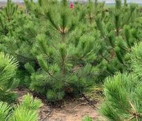 Сосна обыкновенная (Pinus sylvestris)