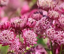 Астранция крупная Ларс (Astrantia major 'Lars')