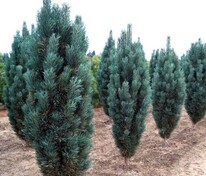 Сосна обыкновенная Фастигиата (Pinus sylvestris 'Fastigiata')