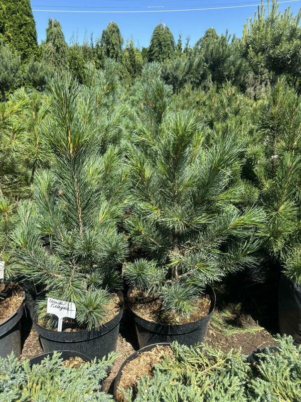 Сосна обыкновенная Глаука (Pinus sylvestris 'Glauca')
