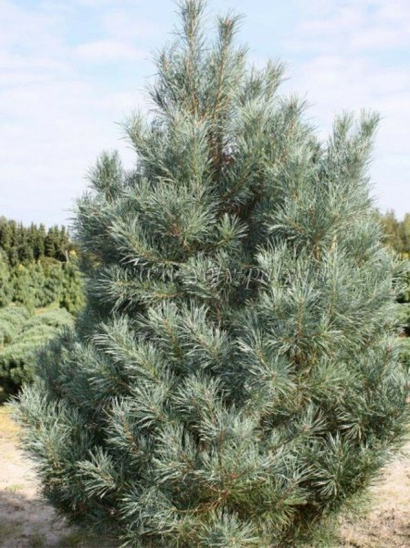 Сосна обыкновенная Глаука (Pinus sylvestris 'Glauca')