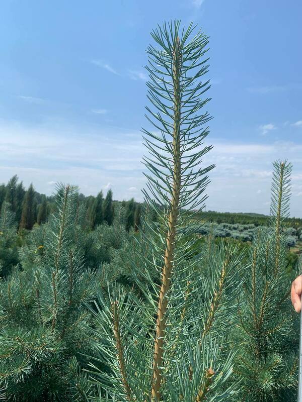 Сосна обыкновенная Глаука (Pinus sylvestris 'Glauca')