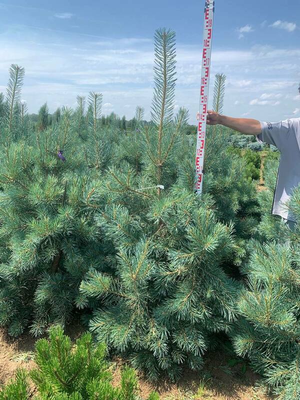 Сосна обыкновенная Глаука (Pinus sylvestris 'Glauca')