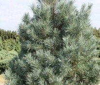 Сосна обыкновенная Глаука (Pinus sylvestris 'Glauca')