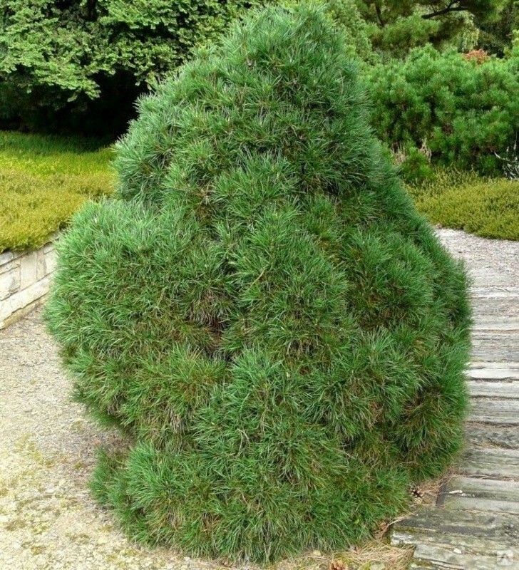 Сосна обыкновенная Глобоза Виридис (Pinus sylvestris 'Globosa Viridis')