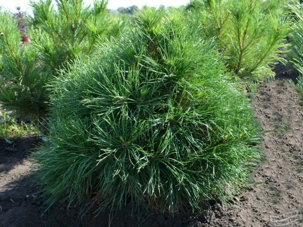Сосна обыкновенная Глобоза Виридис (Pinus sylvestris 'Globosa Viridis')