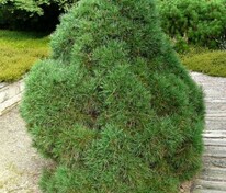 Сосна обыкновенная Глобоза Виридис (Pinus sylvestris 'Globosa Viridis')