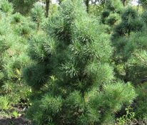 Сосна обыкновенная Норске Тип (Pinus sylvestris 'Norske Typ')