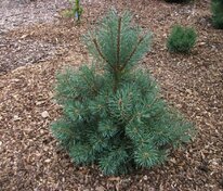 Сосна обыкновенная Чантри Блю (Pinus sylvestris 'Chantry Blue')