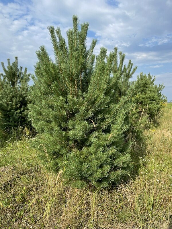 Сосна обыкновенная (Pinus sylvestris) Экстра