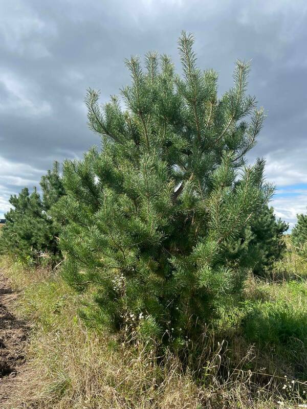 Сосна обыкновенная (Pinus sylvestris) Экстра