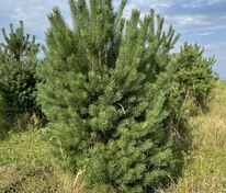 Сосна обыкновенная (Pinus sylvestris) Экстра