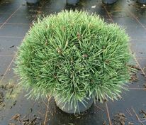 Сосна обыкновенная Мартам (Pinus sylvestris 'Martham')