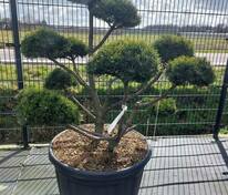 Сосна обыкновенная Репенс (Pinus sylvestris 'Repens')