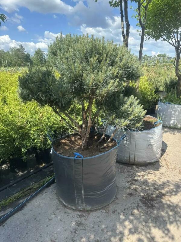 Сосна обыкновенная Ватерери (Pinus sylvestris 'Watereri')