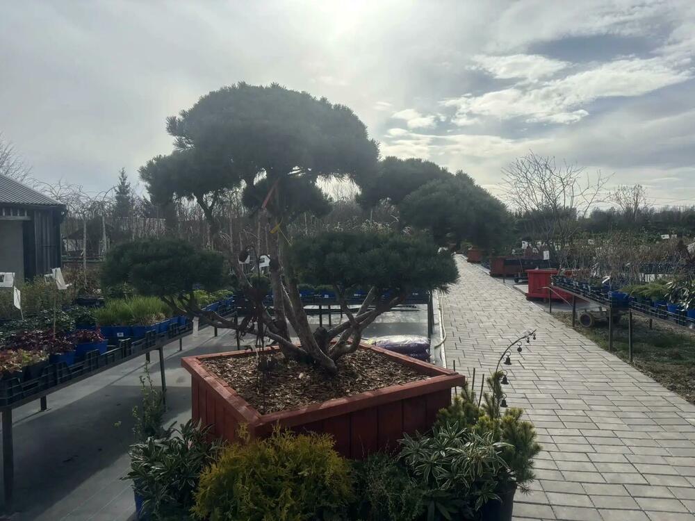 Сосна обыкновенная Ватерери (Pinus sylvestris 'Watereri')
