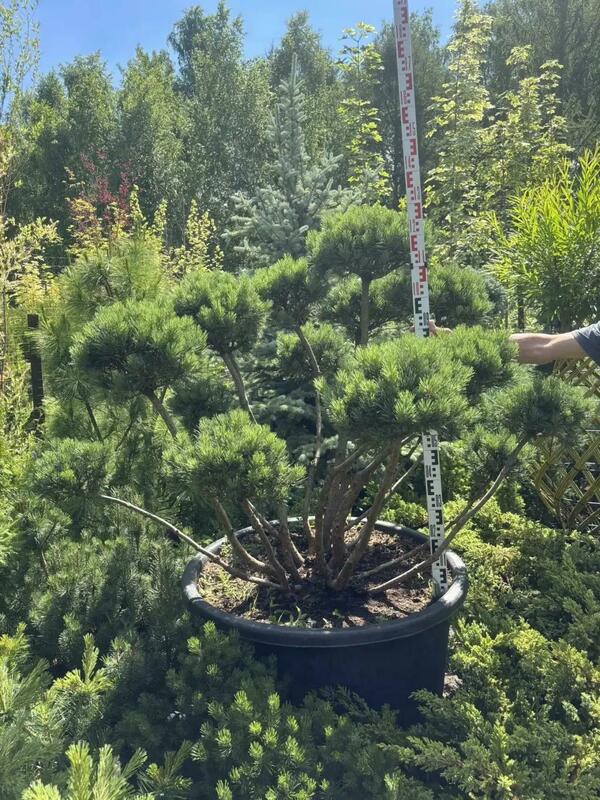 Сосна обыкновенная Ватерери (Pinus sylvestris 'Watereri')