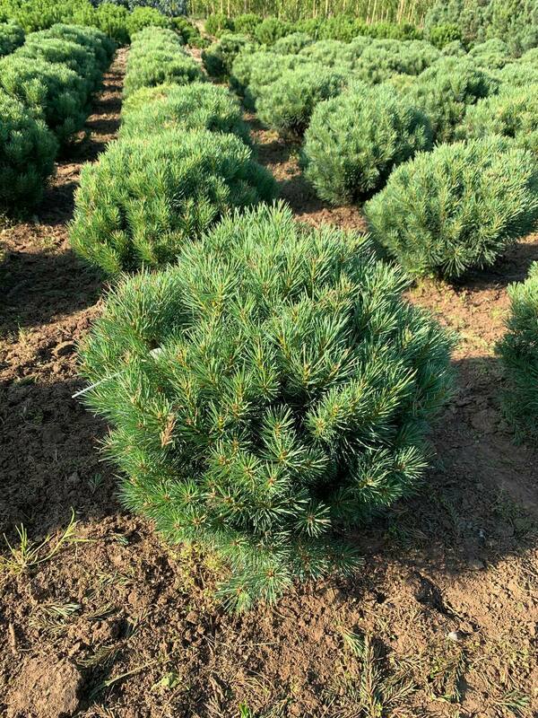 Сосна обыкновенная Ватерери (Pinus sylvestris 'Watereri')